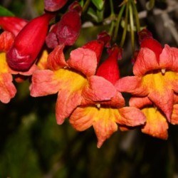 Bignonia capreolata