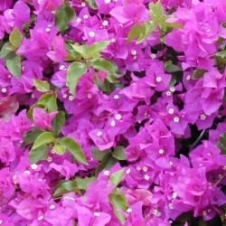 Bougainvillea spectabilis