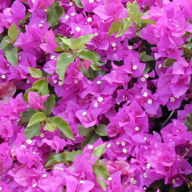 Bougainvillea spectabilis