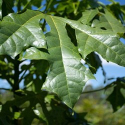 Brachychiton acerifolius