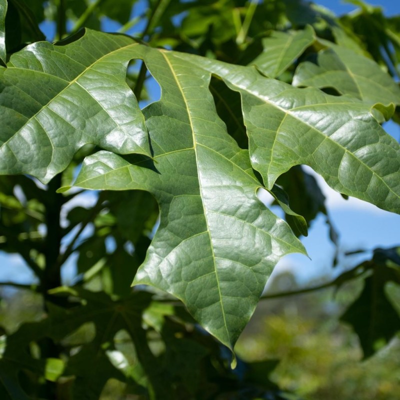 Brachychiton acerifolius
