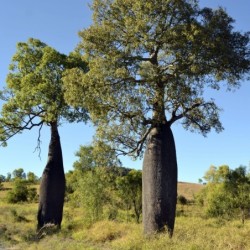 Brachychiton rupestris