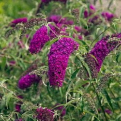 Buddleja davidii