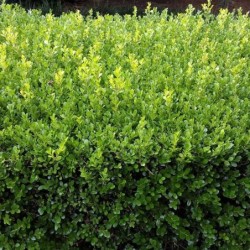 Buxus microphylla