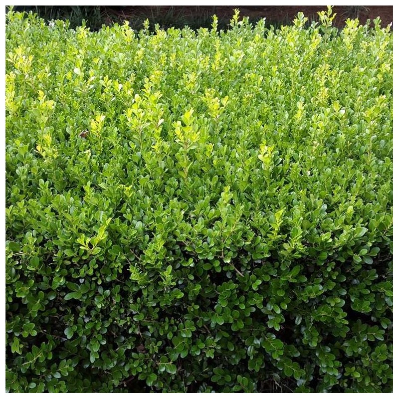Buxus microphylla