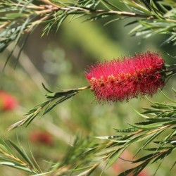 Callistemon rigidus