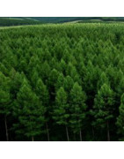 Conifers
