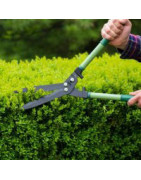 Shrubs and Hedges