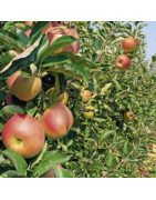 Fruit Trees
