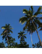 Palms and Bamboos