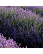 Aromatic and Herbaceous