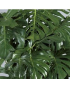 Houseplants